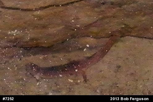 Northern Red Salamander