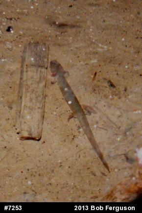Northern Red Salamander