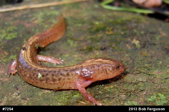 Northern Red Salamander