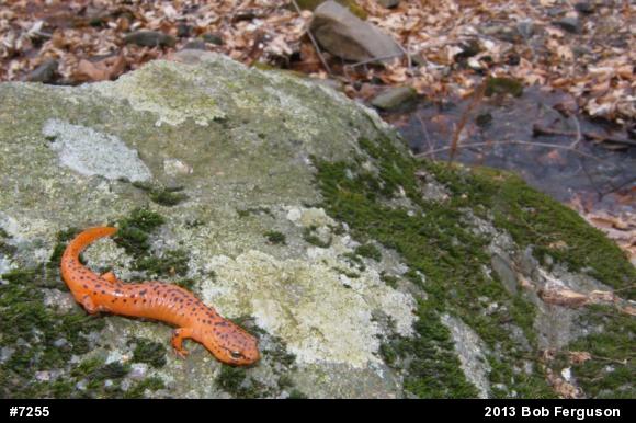 Northern Red Salamander