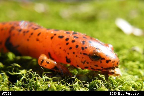 Northern Red Salamander