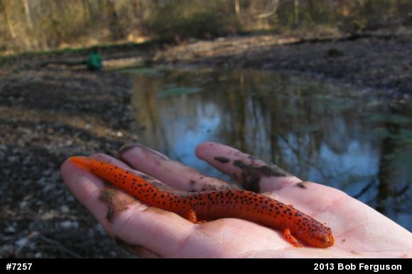 Northern Red Salamander