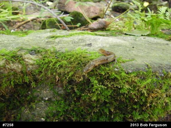 Northern Red Salamander