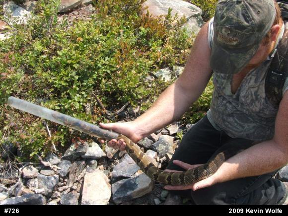 Timber Rattlesnake