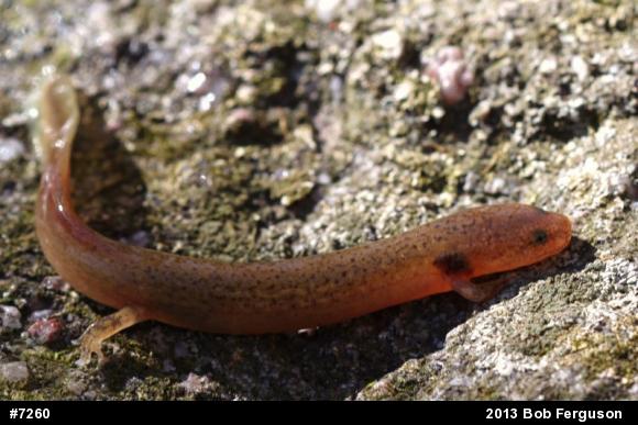 Northern Red Salamander