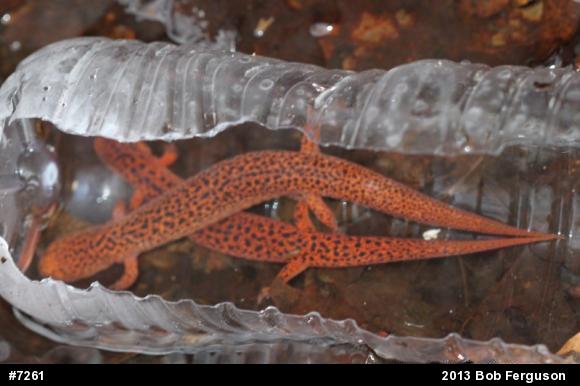 Northern Red Salamander