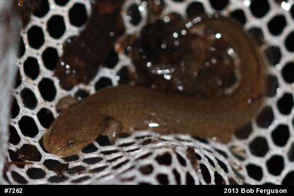 Northern Red Salamander