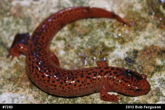 Northern Red Salamander