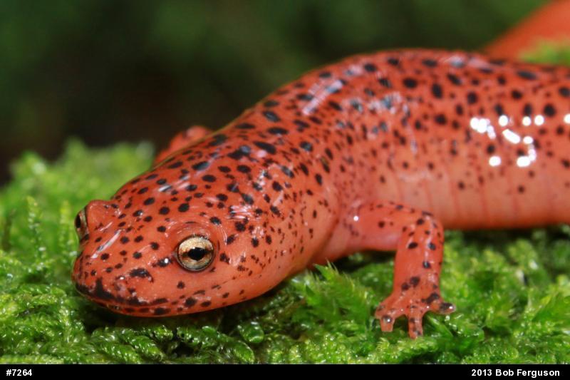 Northern Red Salamander