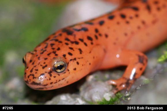 Northern Red Salamander