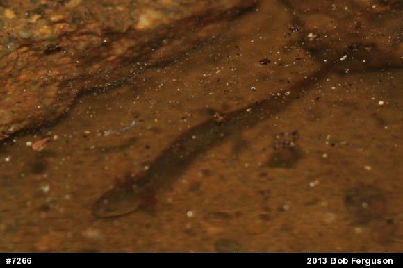 Northern Red Salamander