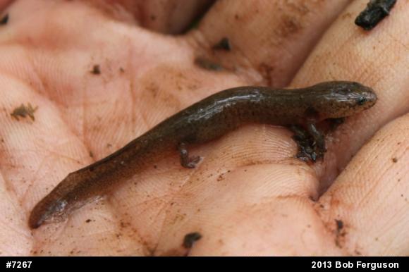 Northern Red Salamander