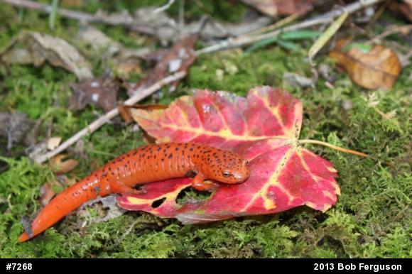 Northern Red Salamander