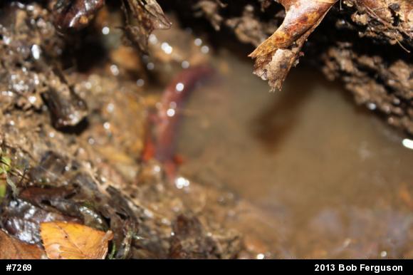 Northern Red Salamander