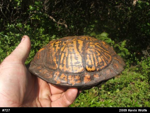 Eastern Box Turtle