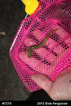 Northern Red Salamander