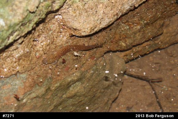 Northern Red Salamander