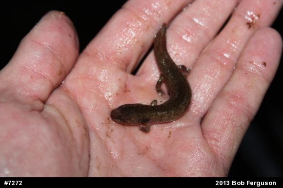 Northern Red Salamander