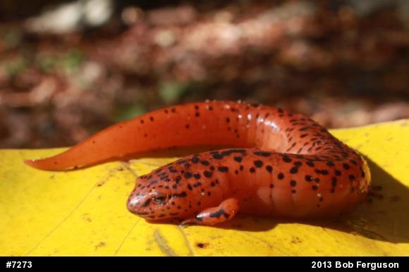 Northern Red Salamander