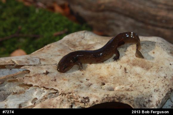 Northern Red Salamander
