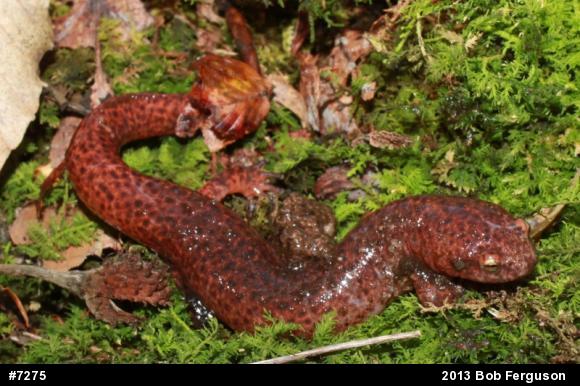 Northern Red Salamander