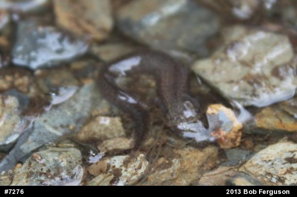 Northern Red Salamander