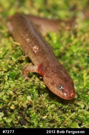 Northern Red Salamander