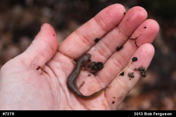 Northern Red Salamander