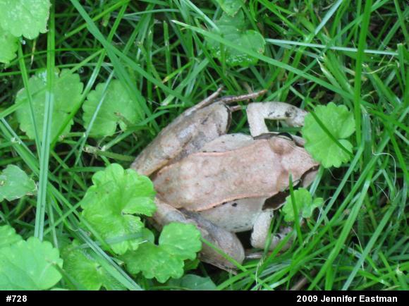 Wood Frog
