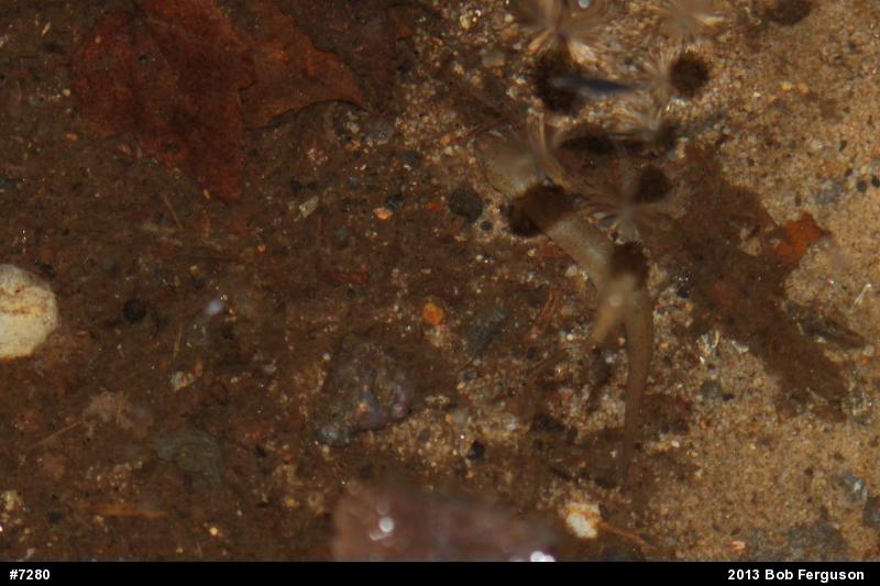 Northern Red Salamander