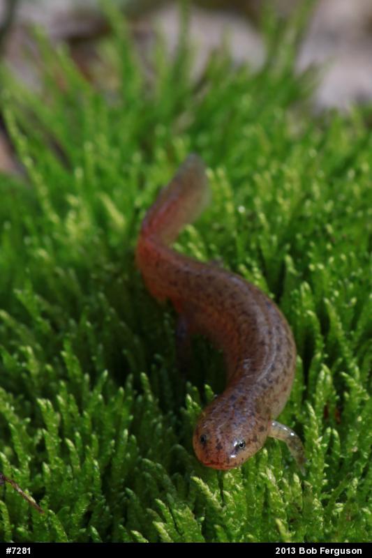 Northern Red Salamander