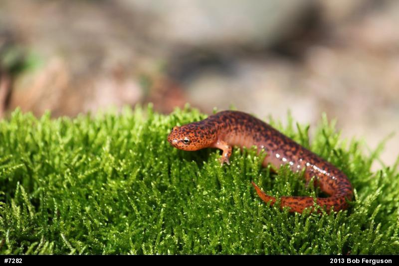 Northern Red Salamander