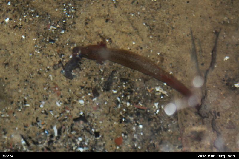Northern Red Salamander