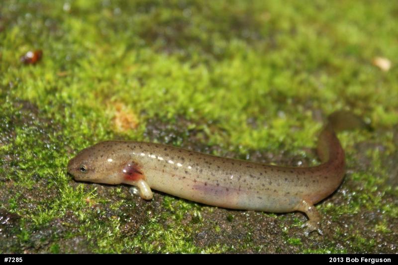 Northern Red Salamander