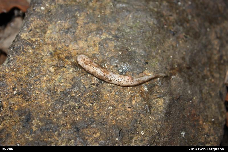 Northern Red Salamander