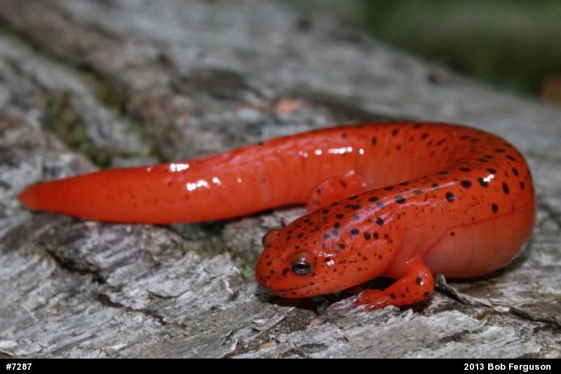 Northern Red Salamander