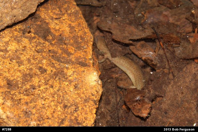 Northern Red Salamander