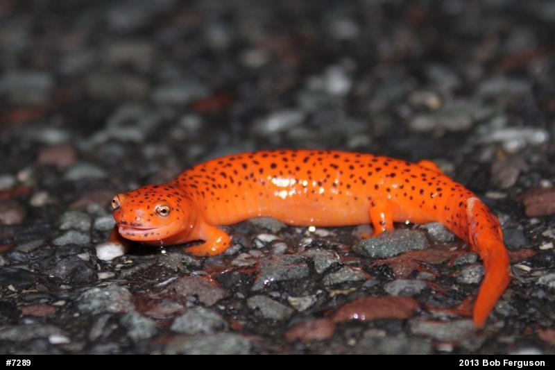 Northern Red Salamander