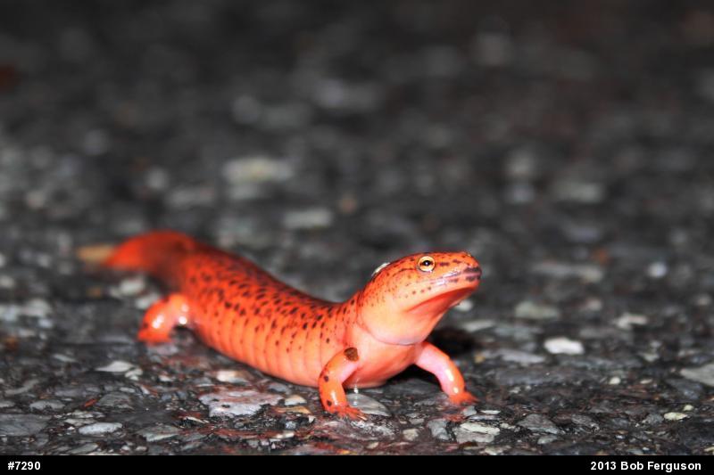 Northern Red Salamander