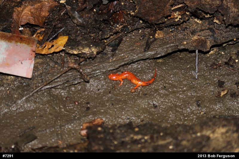 Northern Red Salamander