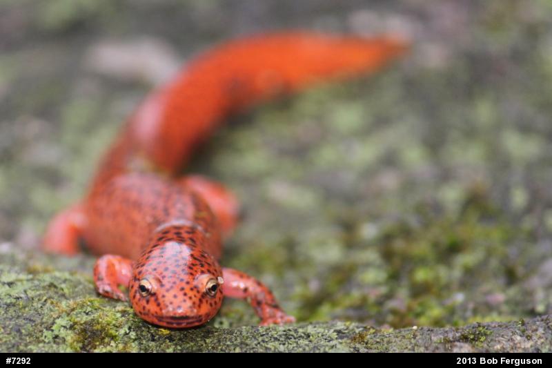Northern Red Salamander