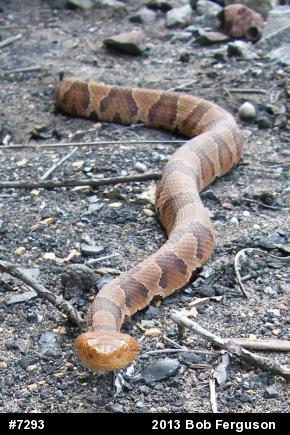 Northern Copperhead