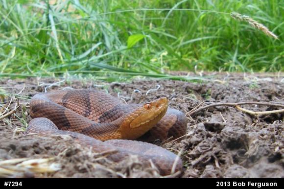 Northern Copperhead