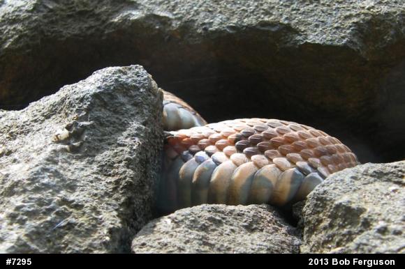 Northern Copperhead