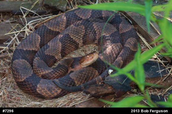 Northern Copperhead