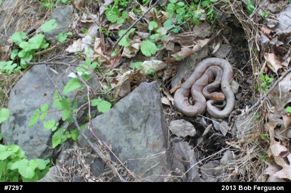 Northern Copperhead