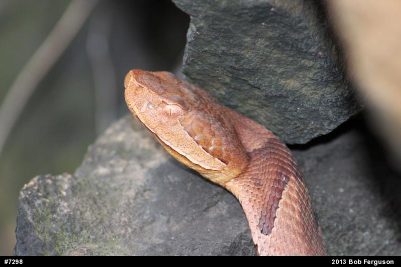 Northern Copperhead