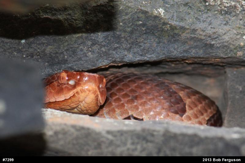 Northern Copperhead