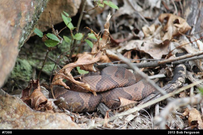 Northern Copperhead