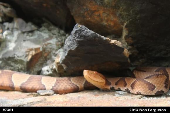 Northern Copperhead